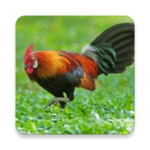 red junglefowl sounds android application logo